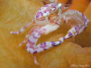 Porcelain Crab (Porcellanella sp.) with belly full of eggs by Brian Mayes 